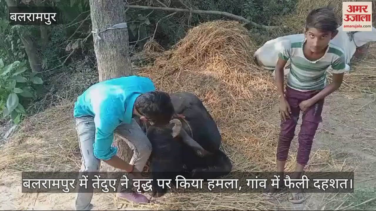 VIDEO : बलरामपुर में तेंदुए ने वृद्ध पर किया हमला, गांव में फैली दहशत