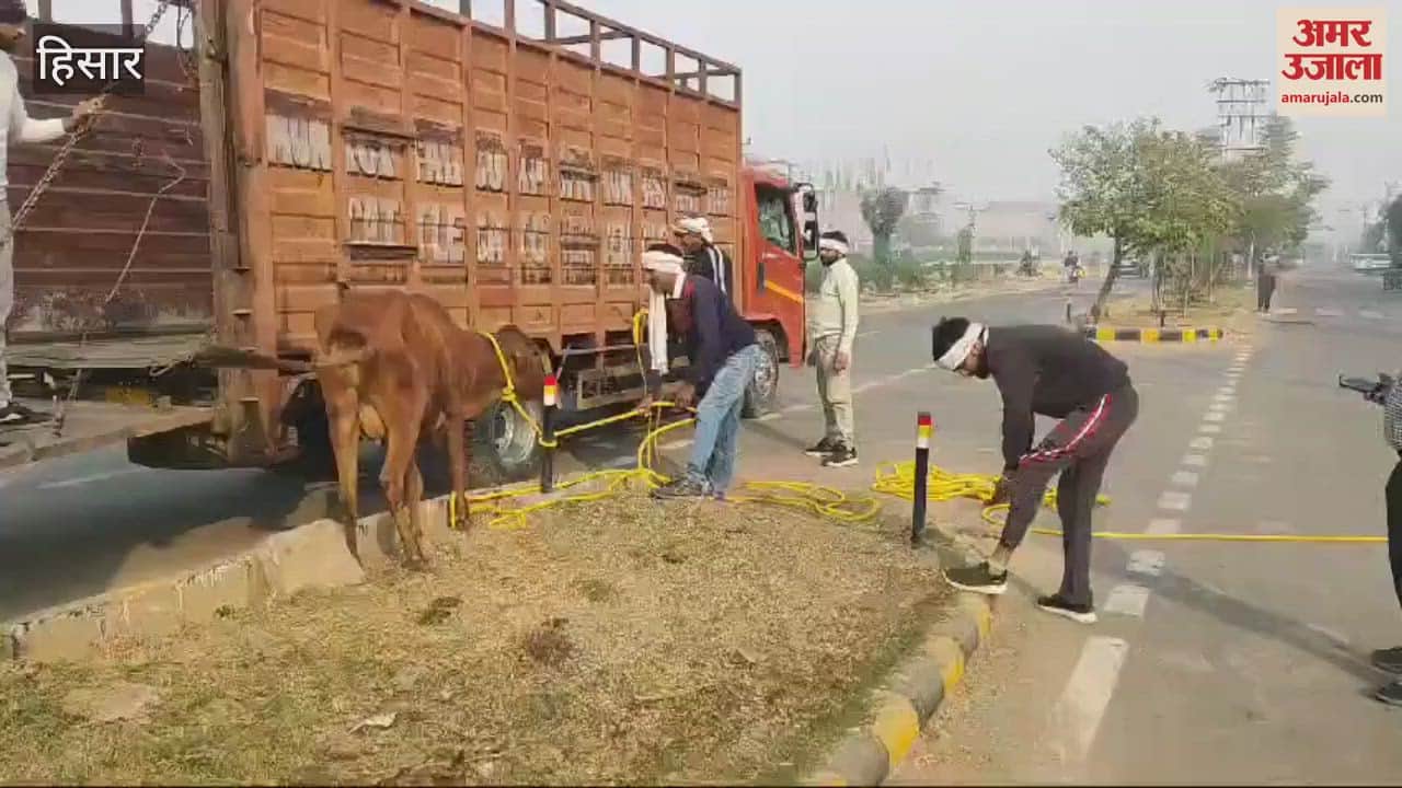VIDEO : Hisar Municipal Corporation's mega campaign to catch animals continues, 40 animals caught in 3 hours