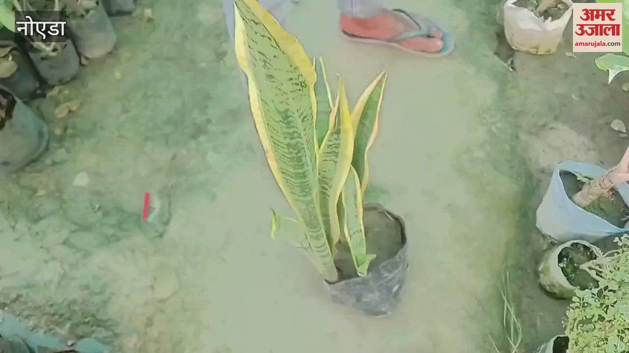 VIDEO : Know about these plants which are effective in preventing pollution, they will increase oxygen