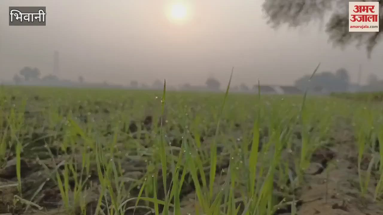VIDEO : Suitable time for sowing wheat is till 25th November, yield will be better