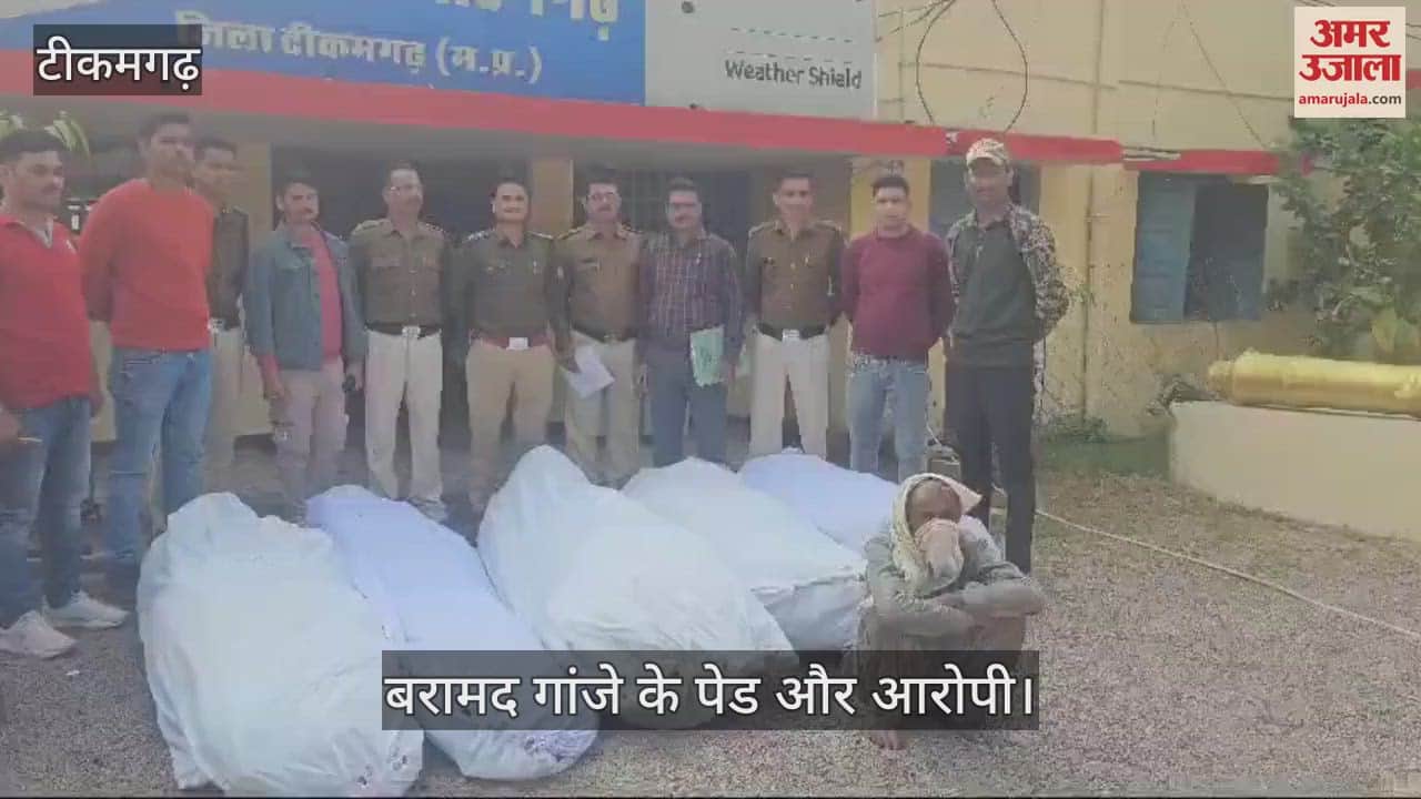 Police recovered ganja trees and arrested the accused