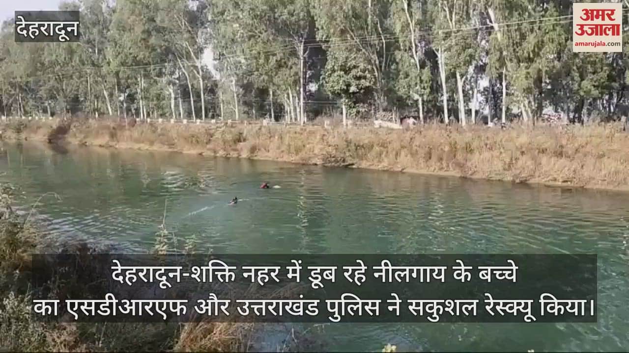 VIDEO : Dehradun SDRF Uttarakhand Police successfully rescued a Nilgai calf drowning in Shakti canal