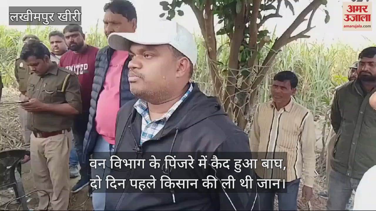 VIDEO : लखीमपुर खीरी में किसान को मारने वाला बाघ पिंजरे में कैद, दो दिन से इलाके में थी दहशत