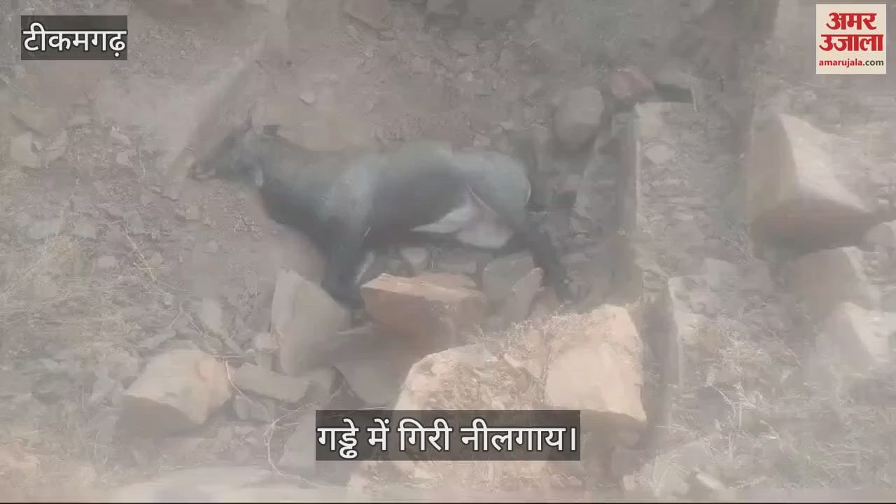 Tikamgarh News:  The Nilgai that fell into the pit is in pain for 8 hours