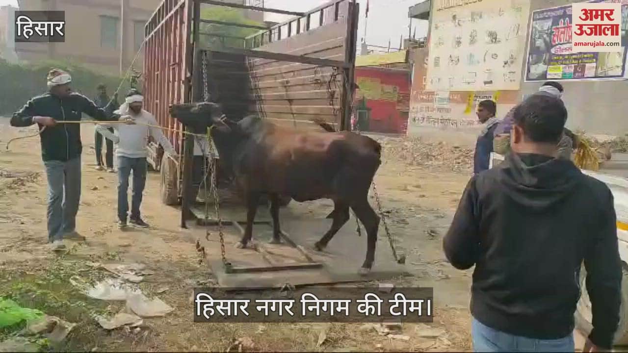 VIDEO : Hisar Municipal Corporation's mega campaign continues on the second day, only 15 animals were caught till noon