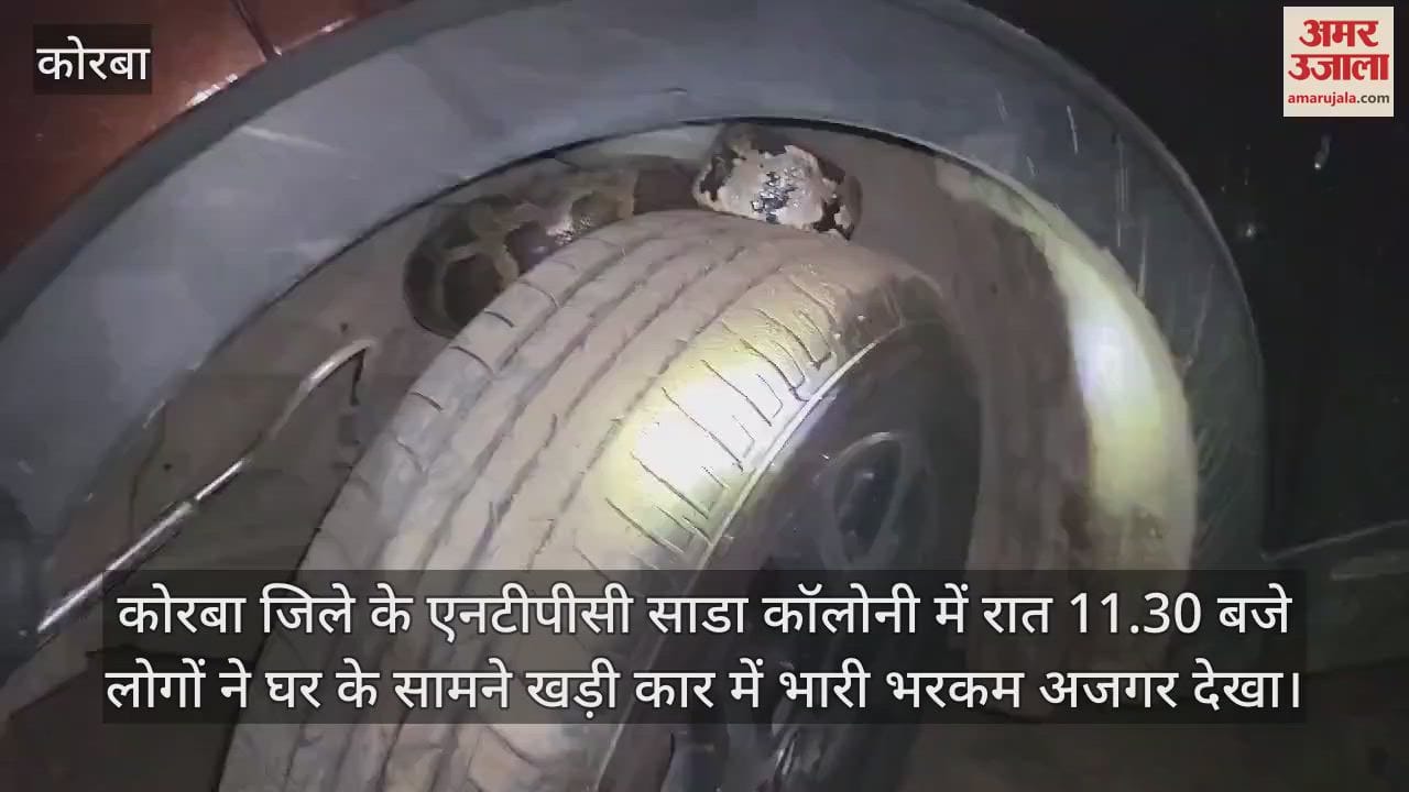 VIDEO : Giant python was seen sitting in car at midnight everyone s breath stopped