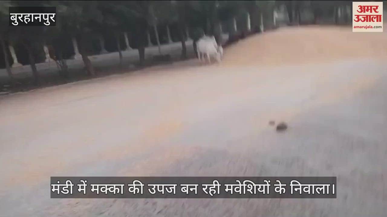 Burhanpur News Maize spread in market to dry moisture is becoming meal for cattle traders are angry