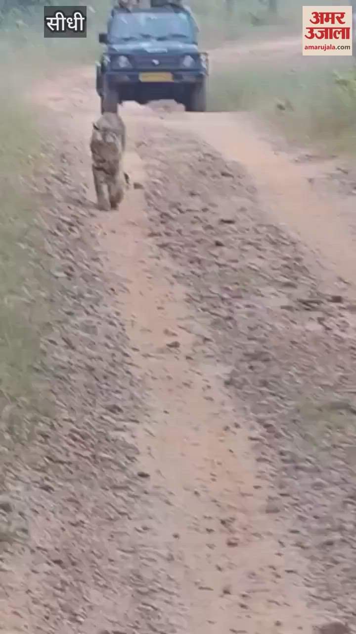 T17 blocked the way for tourists, video went viral