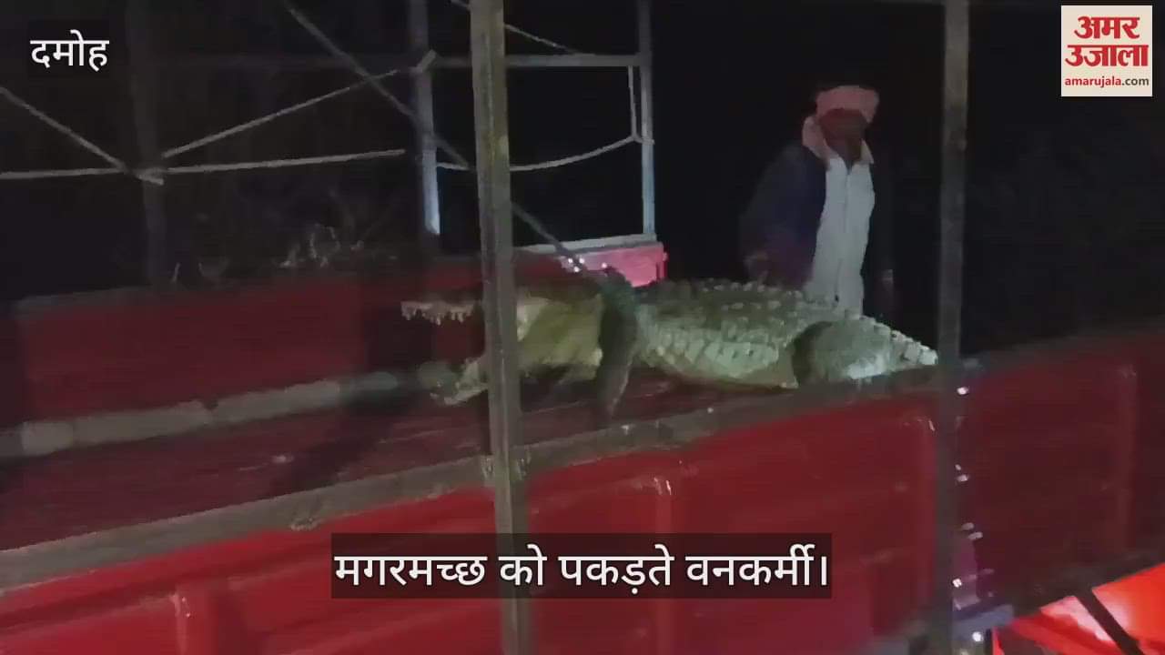 Damoh A seven feet long crocodile reached Guhchi village