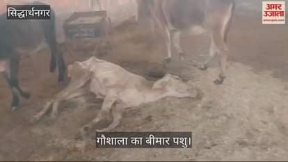 VIDEO : Animals dying in cow shed, unaware of responsibility