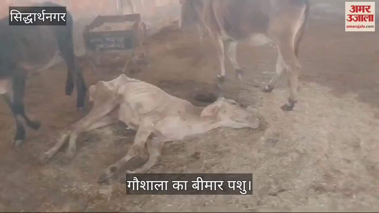 VIDEO : Animals dying in cow shed, unaware of responsibility