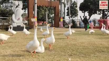 VIDEO : There was fog in the morning in Kurukshetra, relief came when the sun shone during the day