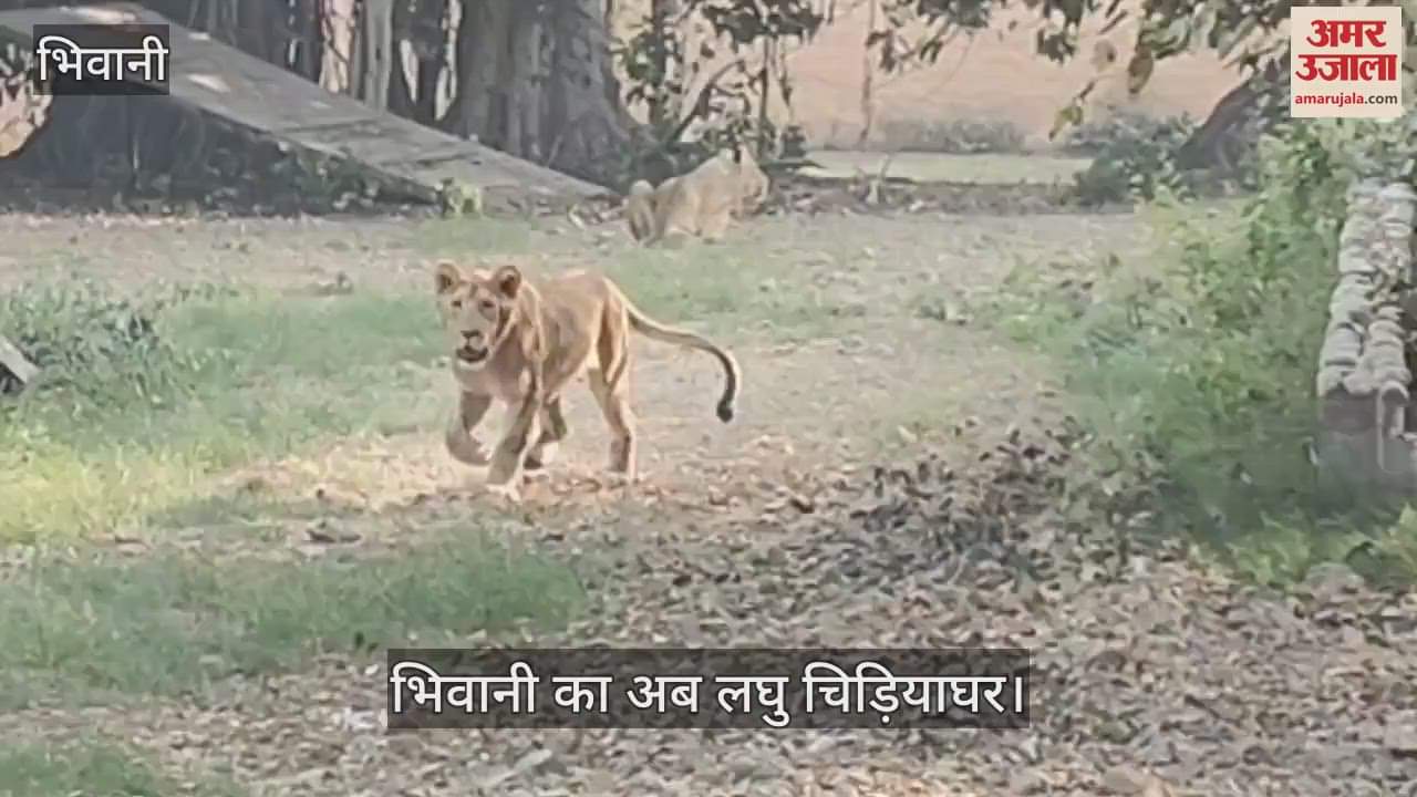 VIDEO : Now visitors will be able to see the cubs of Babbar lion in the mini zoo in Bhiwani
