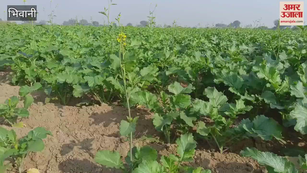 VIDEO : Mustard was sown on two lakh 60 thousand acres of land in Bhiwani