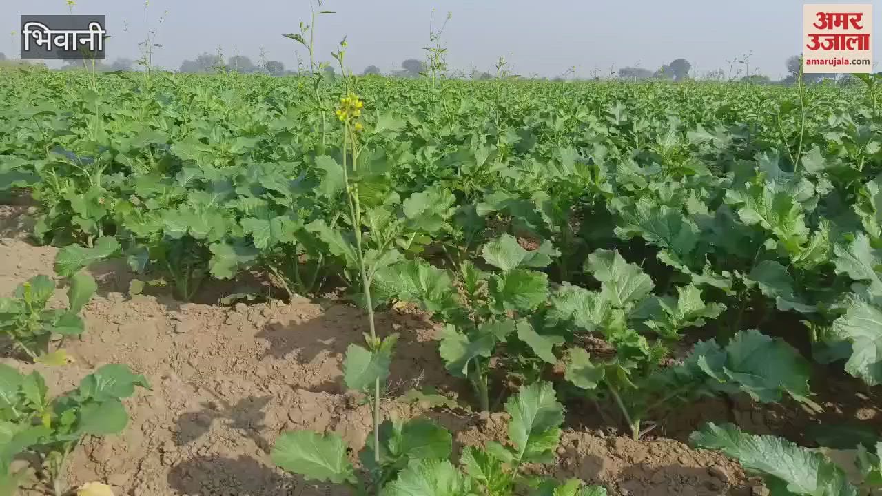 VIDEO : Mustard was sown on two lakh 60 thousand acres of land in Bhiwani