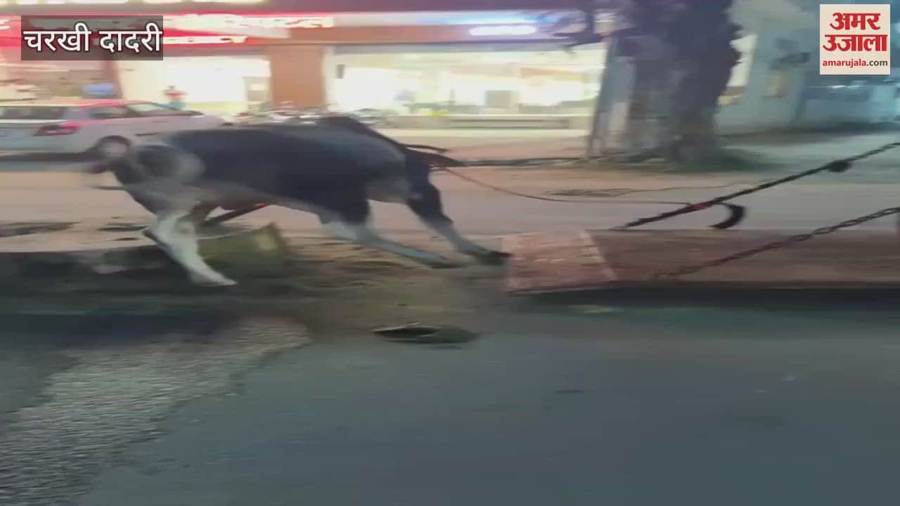 VIDEO : Efforts to make Charkhi Dadri city cattle free begin, 39 cattle caught on the first night