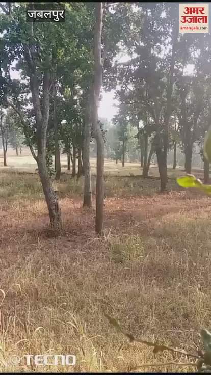 Jabalpur ranks second in the state in terms of stubble burning