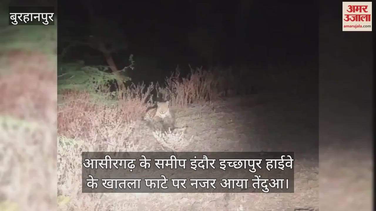 Leopard was seen resting on the side of the highway in Burhanpur