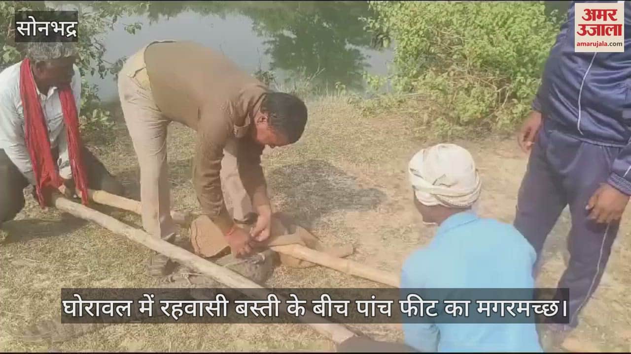 VIDEO : Panic of crocodile in Sonbhadra, forest department team rescued it after one and half hour of hard work