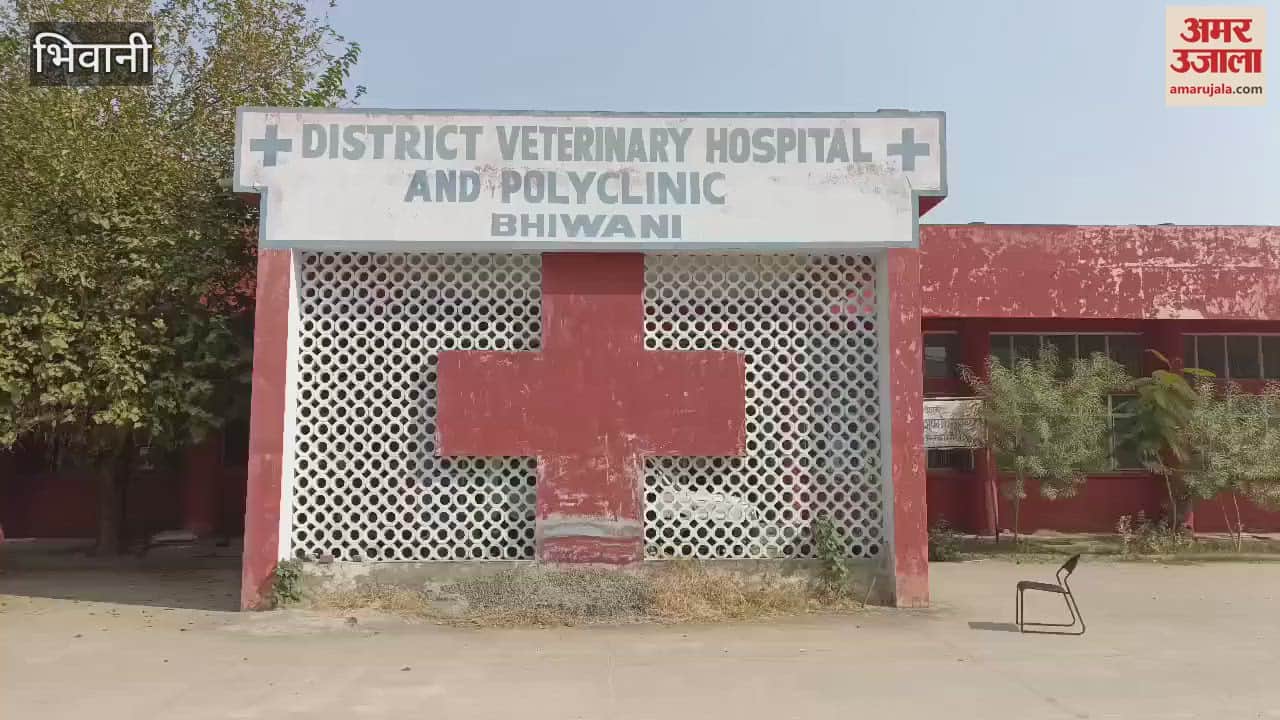 VIDEO : Animal Husbandry Department is busy in administering the combined vaccine for foot and mouth disease in Bhiwani