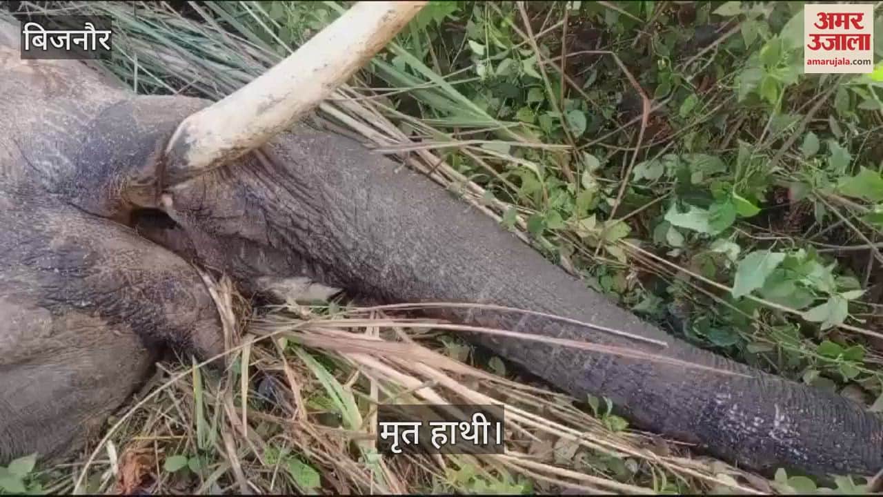 VIDEO : Bijnor: Elephant died after colliding with train, train saved from overturning, passengers got scared as soon as it got shocked