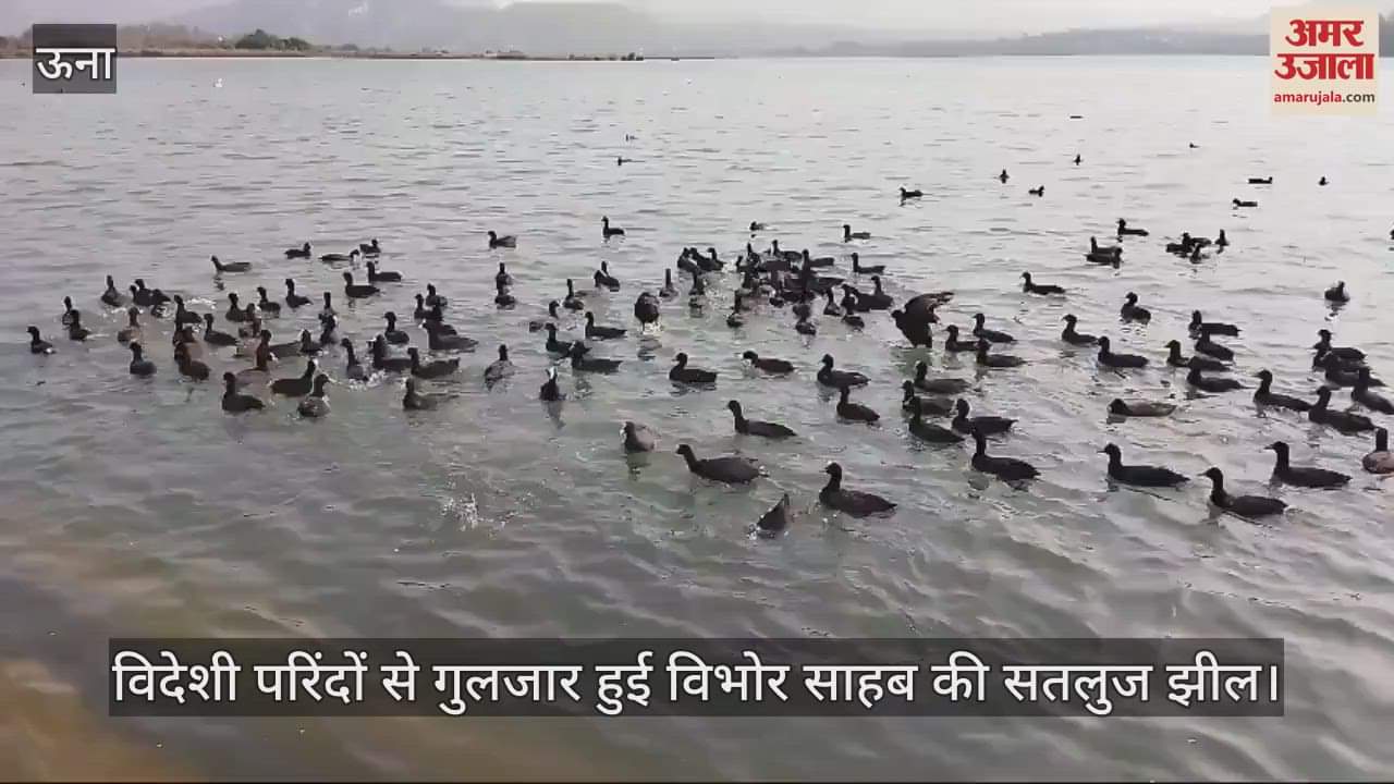 VIDEO : Vibhor Saheb's Sutlej lake is full of foreign birds