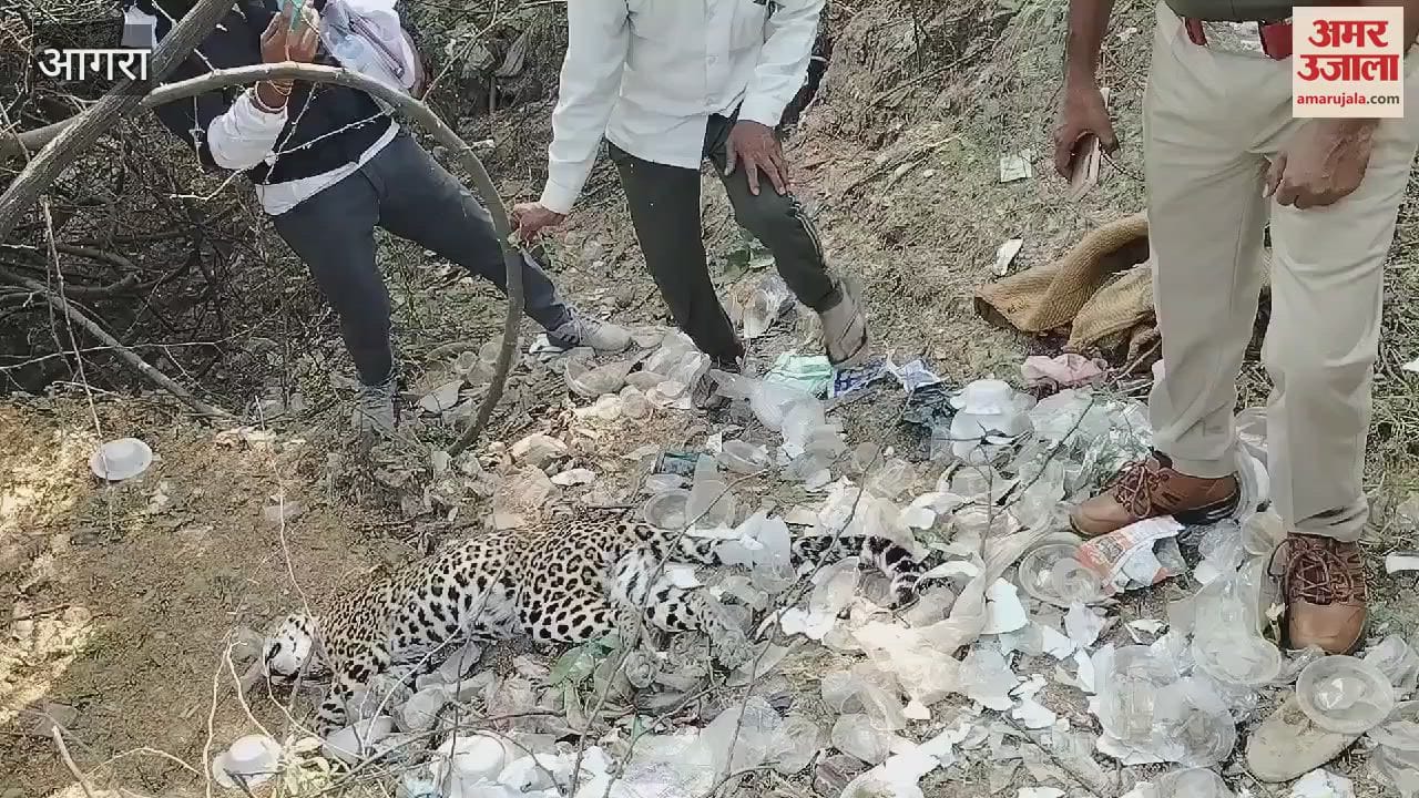 VIDEO : चंबल के बीहड़ में मृत मिला तेंदुआ, वन विभाग के अधिकारी जांच में जुटे