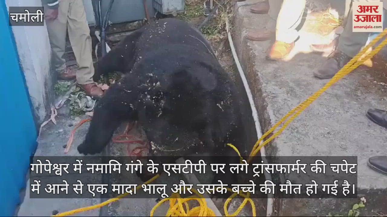 VIDEO : female bear and her cub died after hit by Electric Current in transformer installed at STP in Chamoli