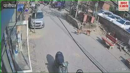 VIDEO : Transformer blast in Ward 4 in Panipat, dog dies, incident captured on CCTV