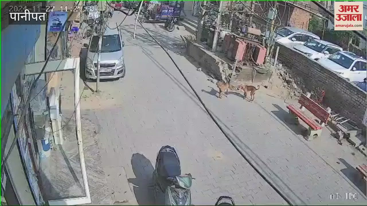 VIDEO : Transformer blast in Ward 4 in Panipat, dog dies, incident captured on CCTV