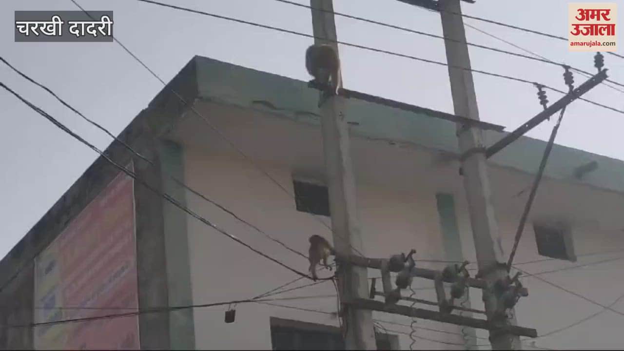 VIDEO : कोर्ट परिसर में एजेंसी ने लगाया पिंजरा, पहले दिन 8 बंदर फंसे