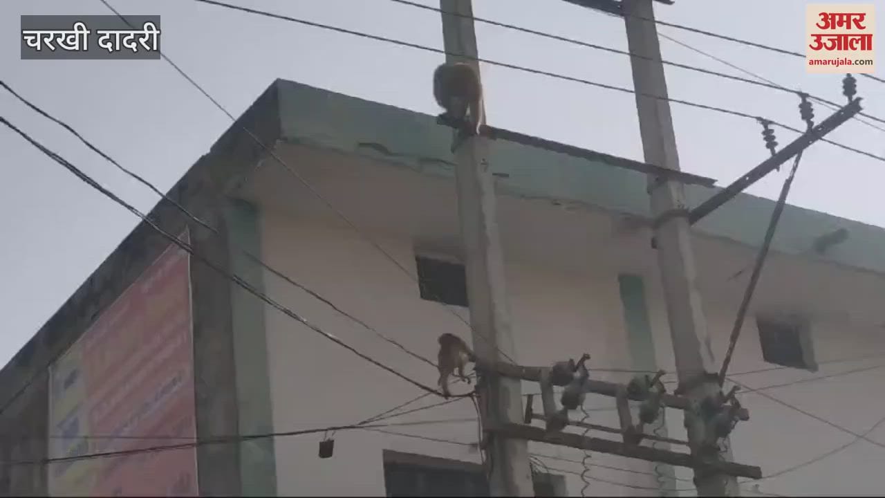 VIDEO : कोर्ट परिसर में एजेंसी ने लगाया पिंजरा, पहले दिन 8 बंदर फंसे