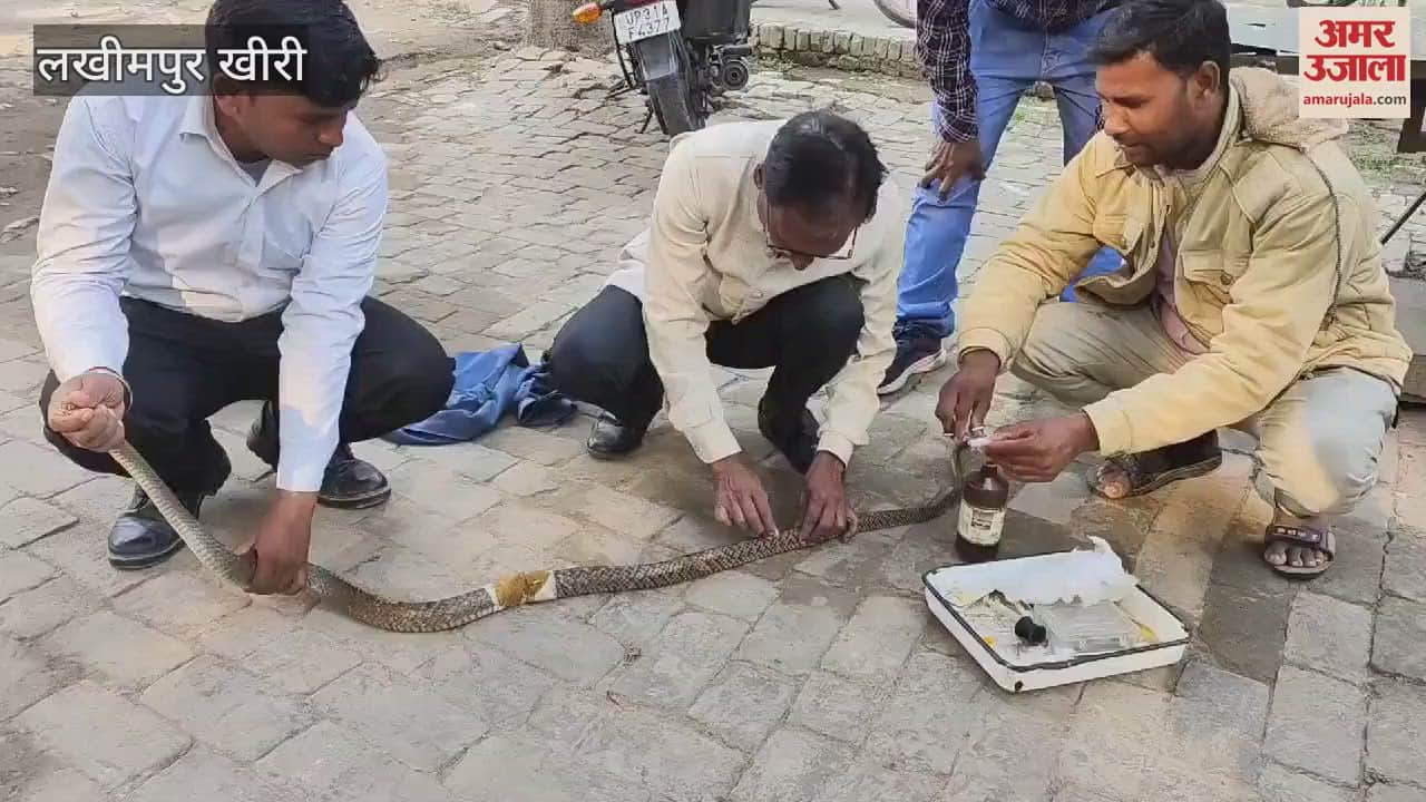 VIDEO : Doctor stitches the injured snake to save it in Lakhimpur Kheri