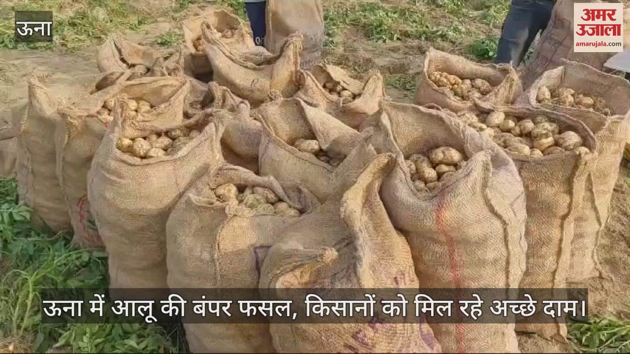 VIDEO : Bumper crop of potatoes in Una, farmers are getting good prices