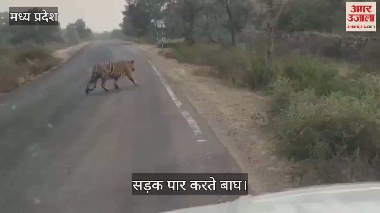 Panna Tiger Reserve Tiger seen crossing road on Panna-Amanganj road passersby made video and made it viral