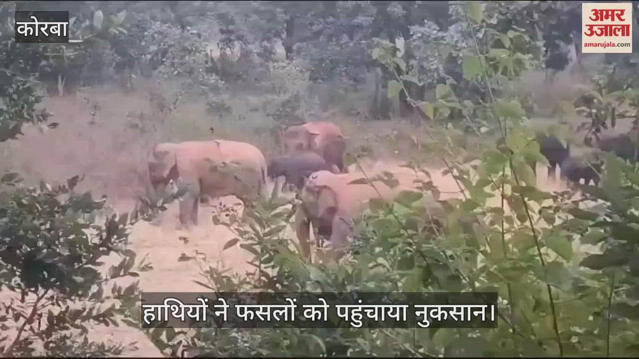 VIDEO : Elephants created havoc a herd of 50 to 55 elephants was roaming around in Korba