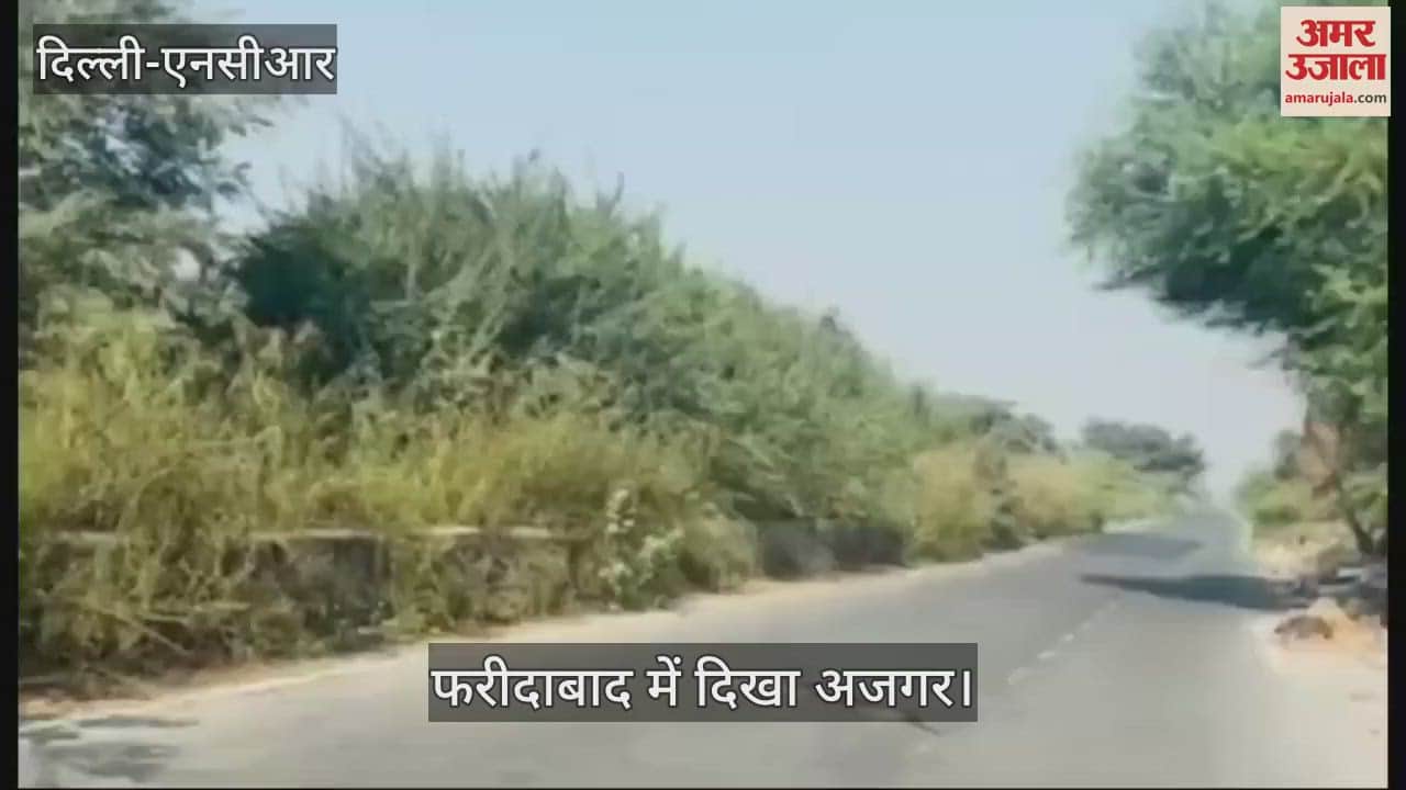 VIDEO : Python seen in Faridabad near Delhi