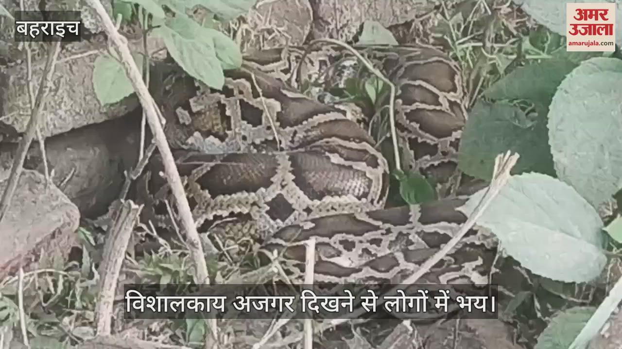 VIDEO : बहराइच में विशालकाय अजगर दिखने से लोगों में भय