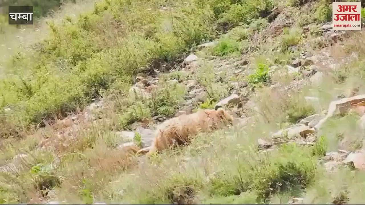 VIDEO : Brown bear seen in Pangi Sechu Tuan Nala Chamba Himachal