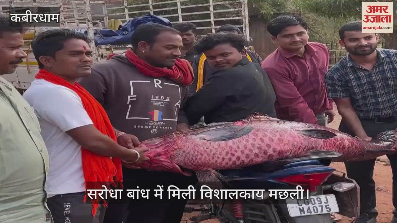 VIDEO : giant fish was found in Sarodha dam of Kabirdham video went viral on social media