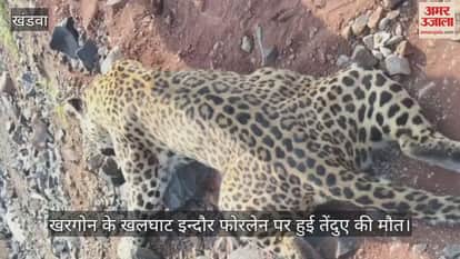 A leopard died after being hit by an unknown vehicle on the Khalghat Indore four-lane in Khargone