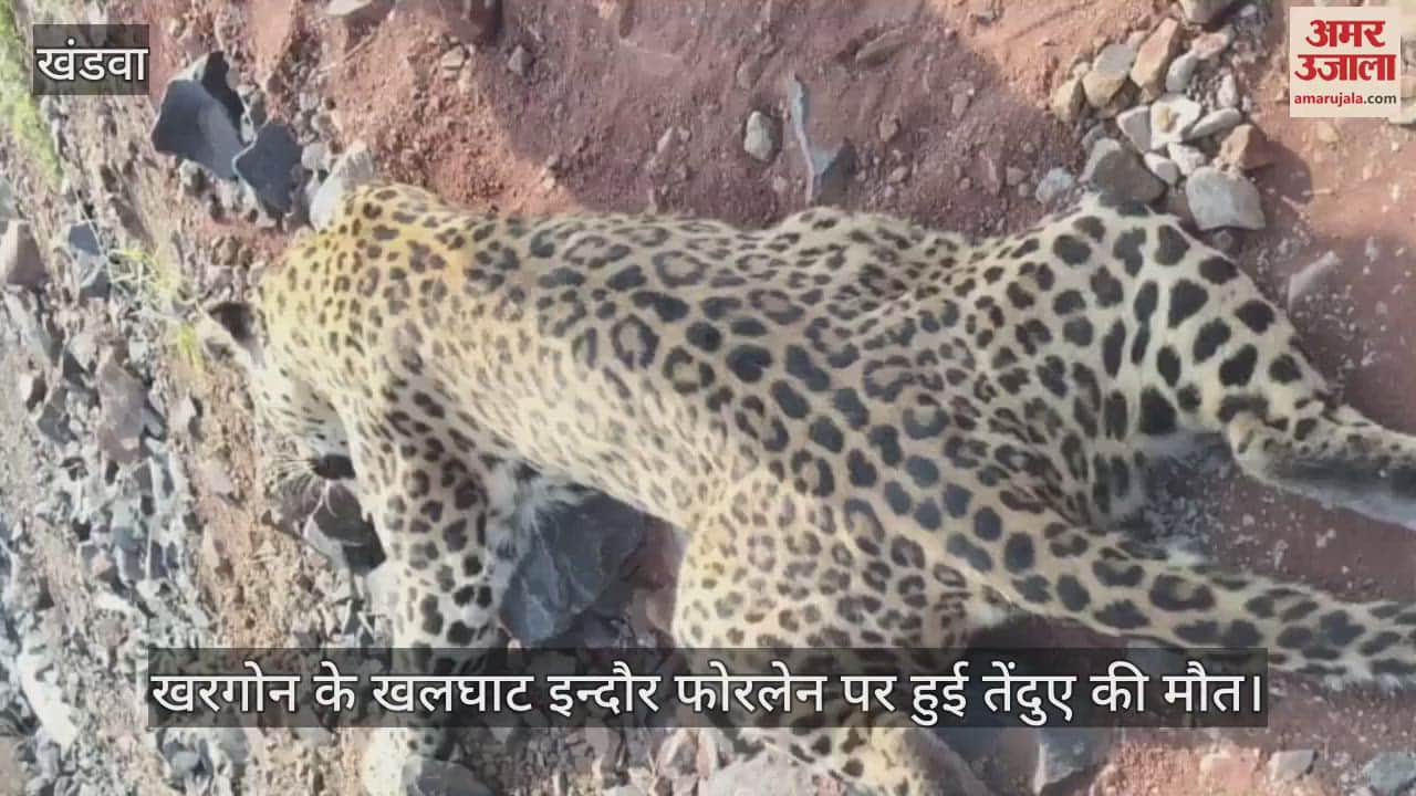 A leopard died after being hit by an unknown vehicle on the Khalghat Indore four-lane in Khargone