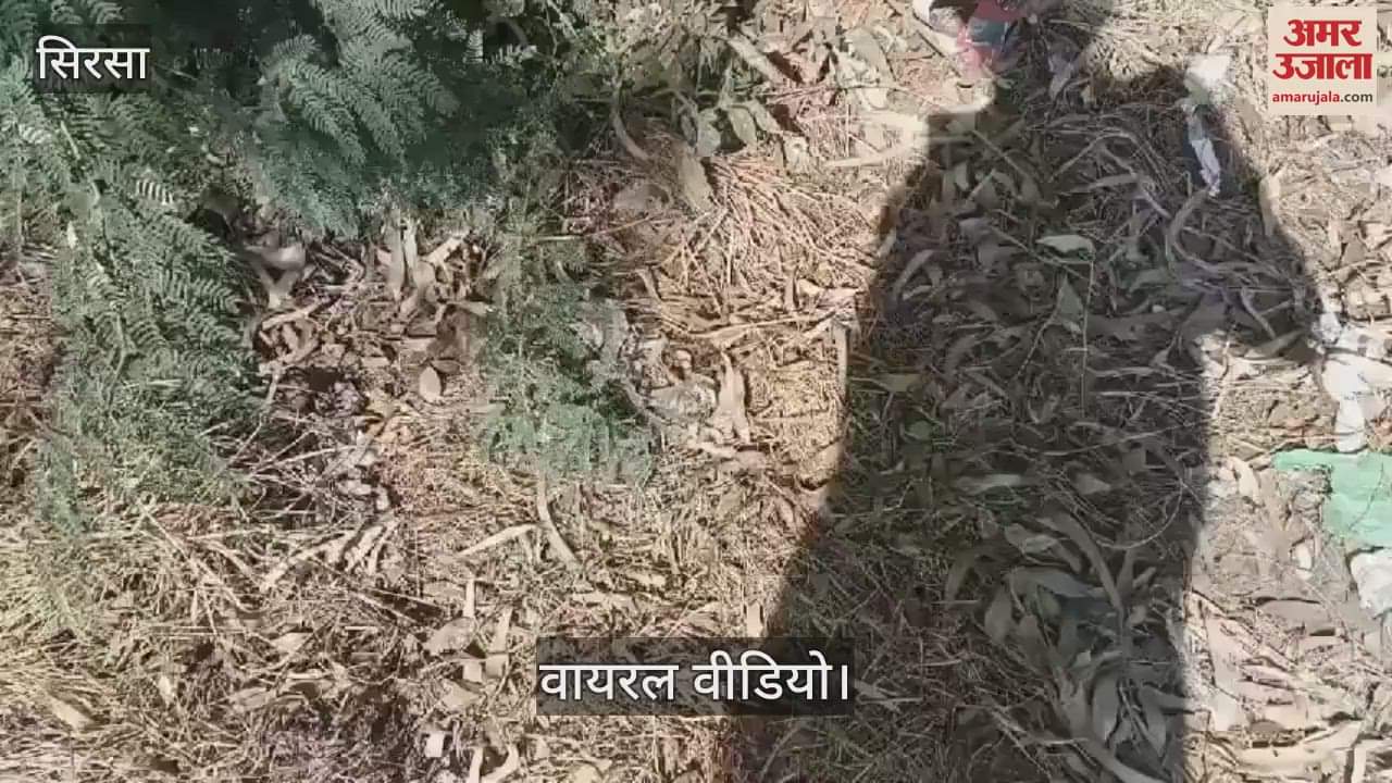 VIDEO : सिरसा के रोड़ी में नहर किनारे अज्ञात युवक की मिली लाश