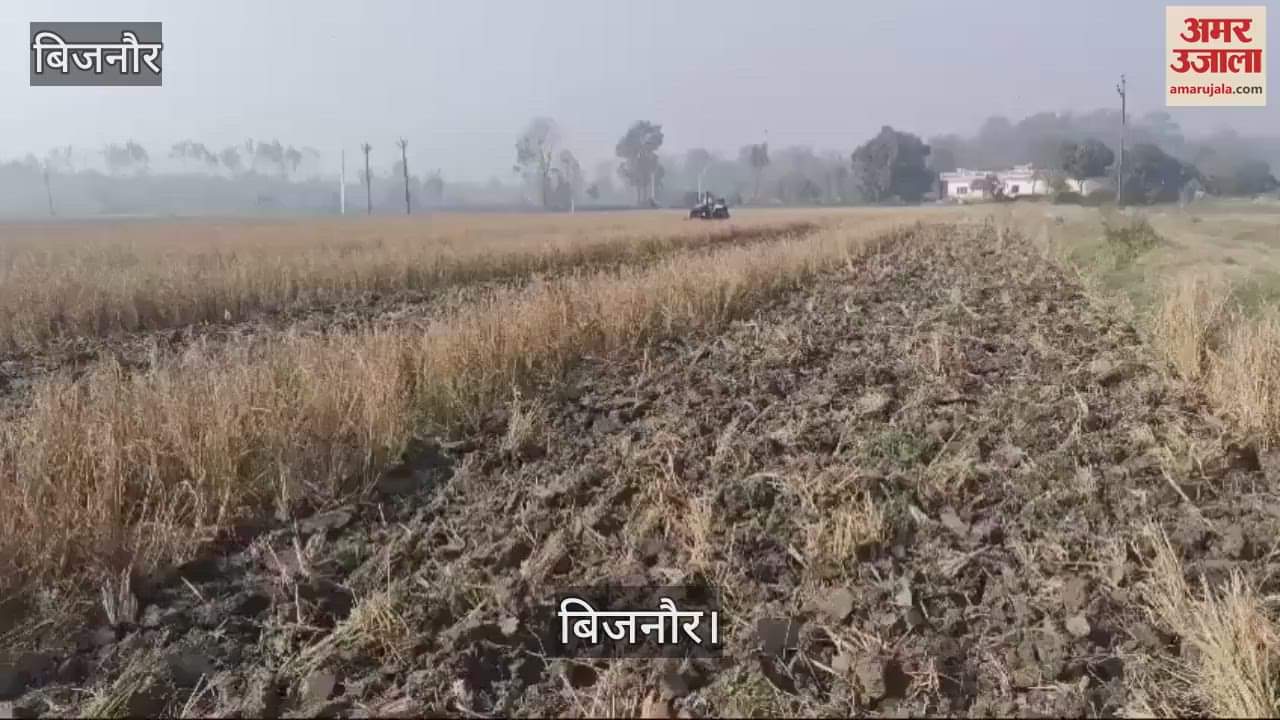VIDEO : In Bijnor, a farmer ploughed 40 bigha paddy field with a tractor and blamed the company