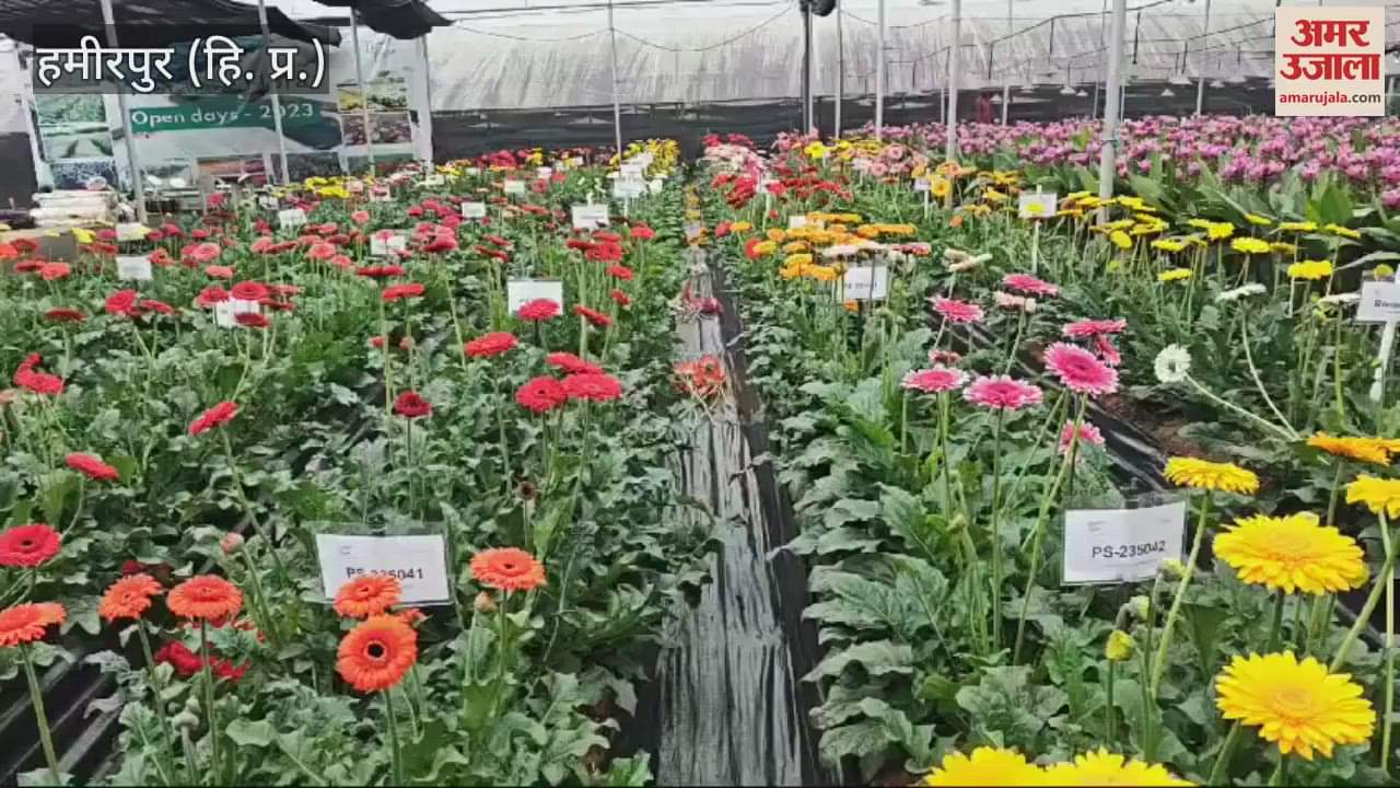 VIDEO : Now Carnation and Gerbera flowers from Bangalore will bloom in Hamirpur too