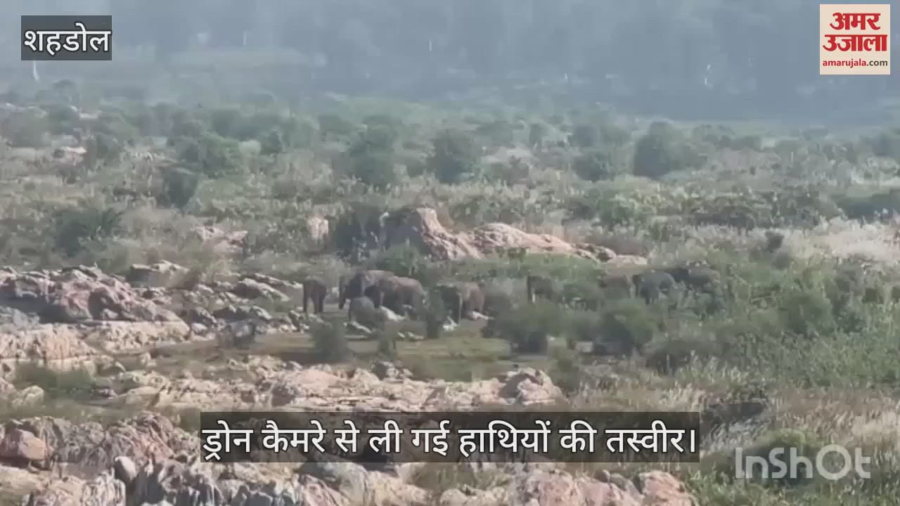 18 wild elephants seen in Sehra forest, electricity cut in more than half a dozen villages