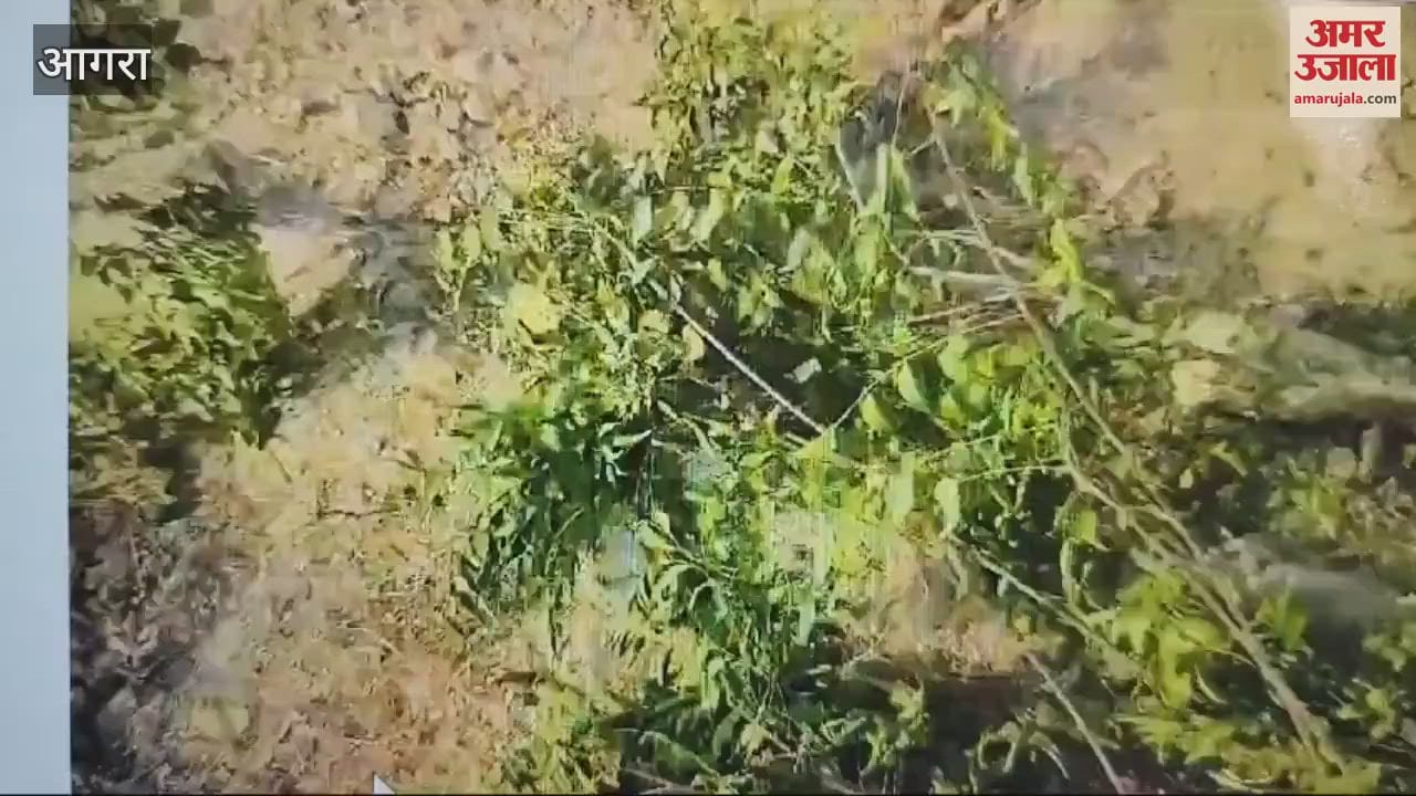 VIDEO : कॉलोनी बसाने के लिए रात में काट डाले पेड़, 6 पर मुकदमा