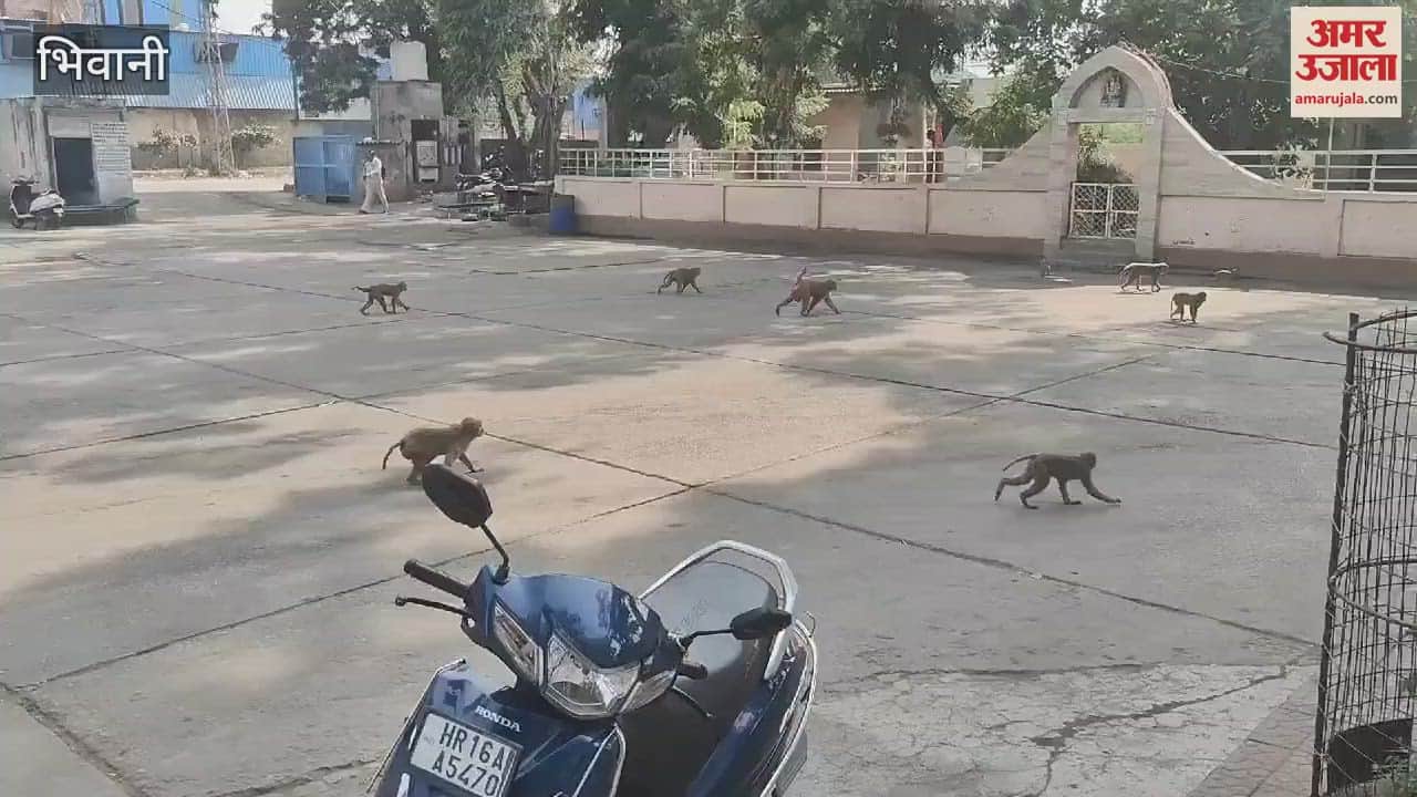 VIDEO : Two girls who went to dry clothes on the roof in Bhiwani were bitten by monkeys