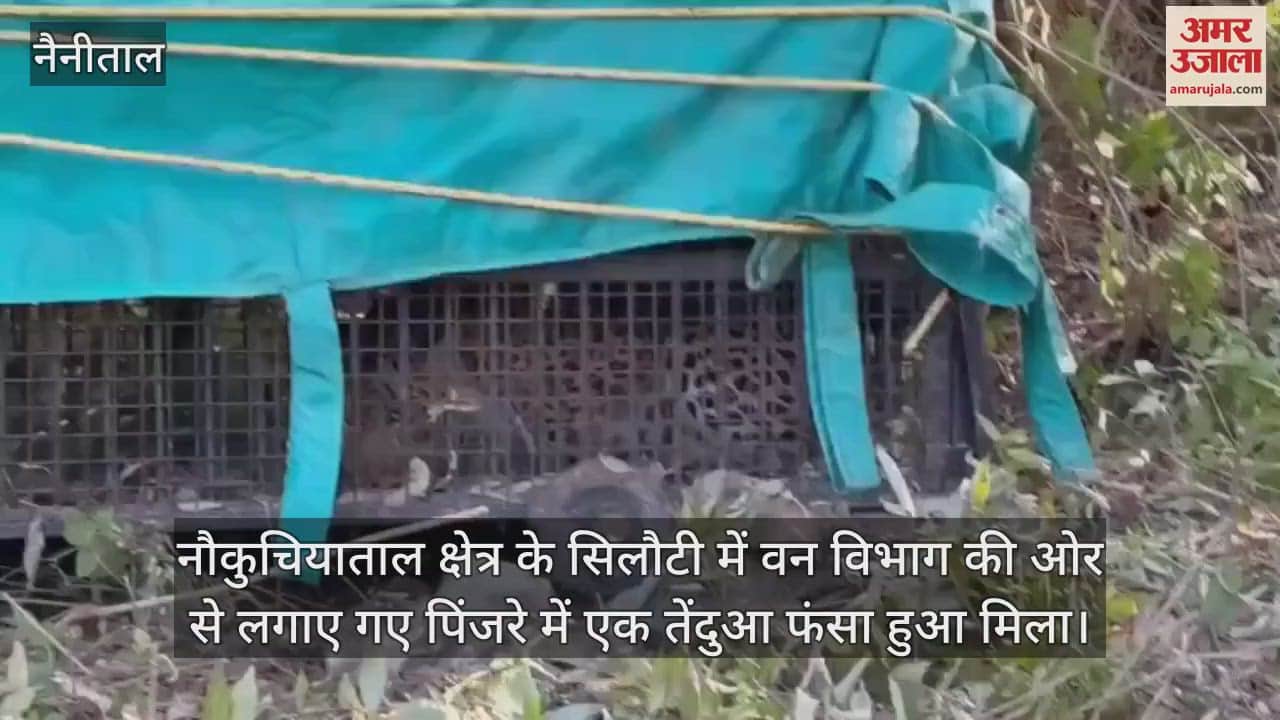 VIDEO : Leopard caught in a cage in Silauti village Nainital sent to Ranibagh Rescue Center