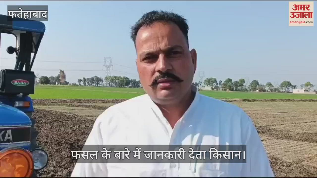 VIDEO : आठ एकड़ में गेहूं की फसल खराब, किसान ने चलाया ट्रैक्टर